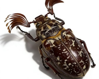 Ejemplar auténtico de escarabajo cornudo con plumas / Polyphylla Laticollis, taxidermia entomológica / Regalo para vitrina de curiosidades