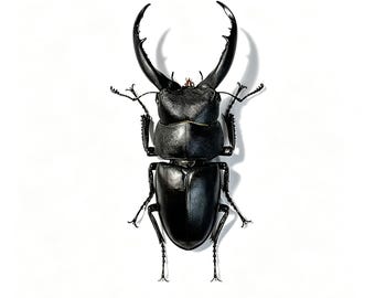 Real Saw Stag Beetle Specimen, Stag Beetle Taxidermy Display, Entomology Decor, Curiosity Cabinet Gift, Under 5cm