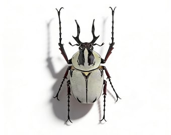 Un magnifique longicorne blanc Dicronocephalus, catégorie A1, qualité supérieure | Cadeau déco pour cabinet de curiosités