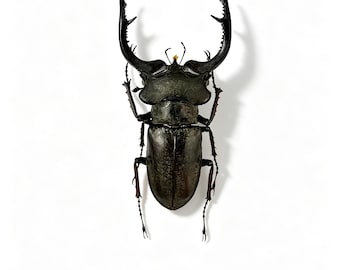 Ejemplar auténtico de escarabajo ciervo de cabeza ancha, exhibición de escarabajo ciervo, taxidermia de insectos, decoración de historia natural, más de 6 cm