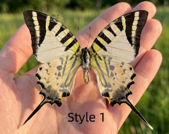 Ejemplar de mariposa real en caja acrílica / Grado A1 / Ejemplares de insectos para manualidades y exhibición. Ejemplar de mariposa A1. Regalos góticos.