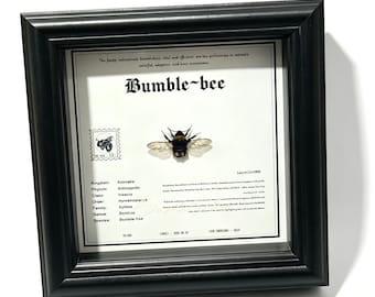 Ejemplar de abeja reina enmarcado, taxidermia de abeja real, marco para exhibición de insectos, decoración de gabinete de curiosidades, regalo de entomología