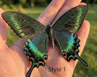 Ejemplar de mariposa real en caja acrílica / Grado A1 / Ejemplares de insectos para manualidades y exhibición. Ejemplar de mariposa A1. Regalos góticos.