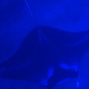 May include: A manta ray swimming through deep blue water, displaying its wide, flat, diamond-shaped body with expansive pectoral fins and a long, thin tail extending from the rear, captured in a dark, monochromatic blue-toned environment.