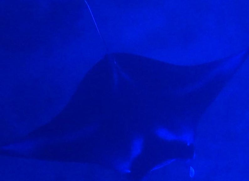 May include: A manta ray swimming through deep blue water, displaying its wide, flat, diamond-shaped body with expansive pectoral fins and a long, thin tail extending from the rear, captured in a dark, monochromatic blue-toned environment.