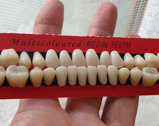 28 Human Teeth Made of Resin Morbid Teeth Tooth Molar Resin Etsy