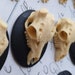 see more listings in the Skull without background section