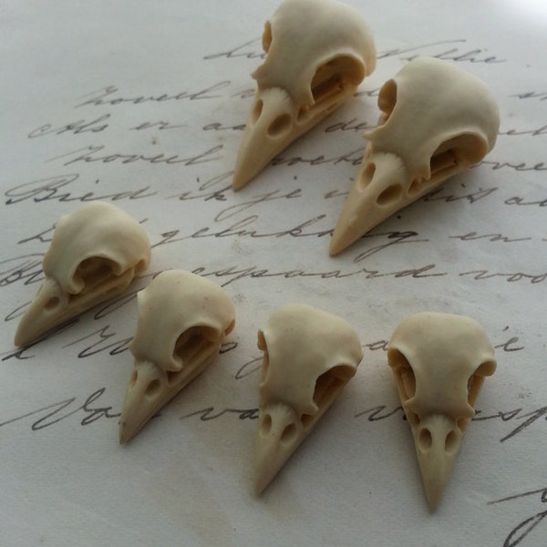 Cabines d’oiseau tête de mort crâne corbeau Corneille crâne camée résine Cabochon taxidermie animale gothique Steampunk Goth crâne 35x16mm Ivoire et 21x12mm 6 pièces