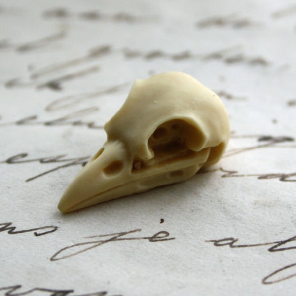 6 VogelSchädel Rabenschädel Krähenschädel Cabs Resin Cabochon Taxidermy Animal Steampunk Gothic Goth Skull Ivory 21x12mm 6 STÜCK