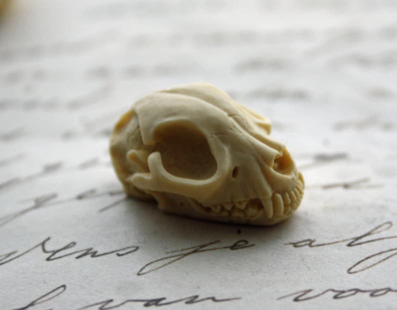 Cat Skull Cameo Cabs Resin Cabochon Taxidermy Animal Cameo Cat Steampunk Gothic Goth Skull Ivory 25x18mm 6 PIECES image 3