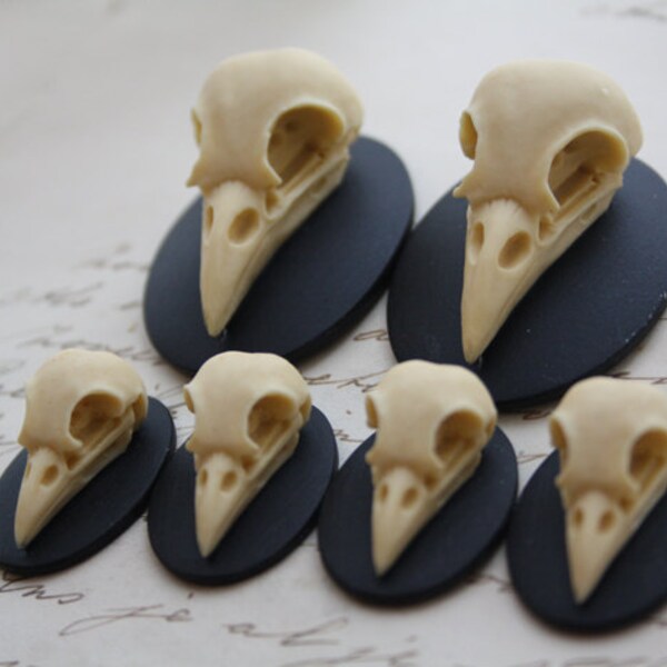 Bird Raven Crow Skull Cameo Cabs Resin Cabochon Taxidermy Animal Steampunk Gothic Goth Skull Black Ivory 40x30mm and 25x18mm 6 PIECES