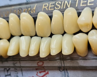 Resin Human Teeth Set - 28 Piece Morbid Dental Collection