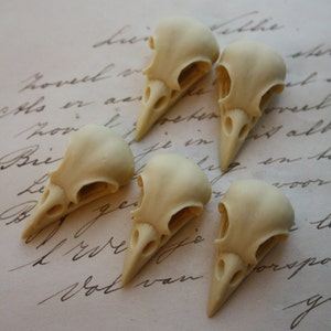 May include: Five small, off-white, bird skull replicas arranged on a piece of paper with cursive writing.