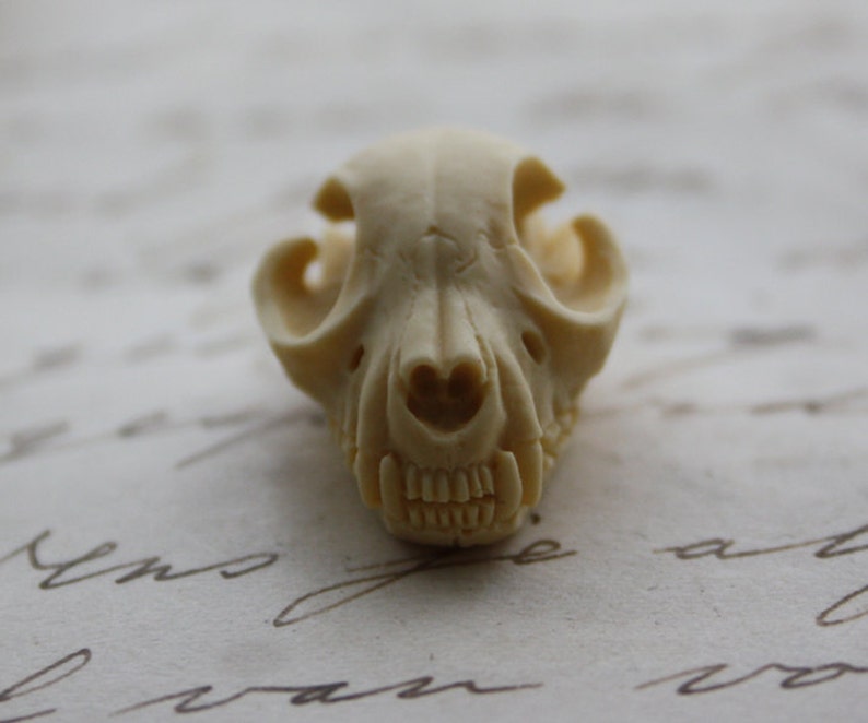 Cat Skull Cameo Cabs Resin Cabochon Taxidermy Animal Cameo Cat Steampunk Gothic Goth Skull Ivory 25x18mm 6 PIECES image 4