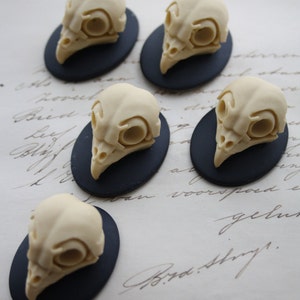 Pássaro Caveira Coruja Caveira Camafeu Táxis Resina Cabochão Taxidermia Animal Steampunk Gótico Gótico Steampunk Coruja Coruja Sábia Preto Marfim 40 x 30 mm 5 PEÇAS