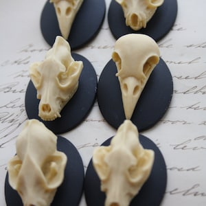 May include: Six off-white animal skull replicas, each mounted on a small, black oval base. The skulls vary in shape, with some resembling birds and others mammals. The background is a light, patterned surface.