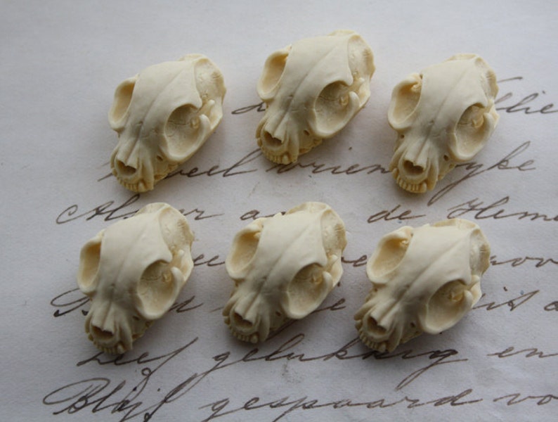 Cat Skull Cameo Cabs Resin Cabochon Taxidermy Animal Cameo Cat Steampunk Gothic Goth Skull Ivory 25x18mm 6 PIECES image 2