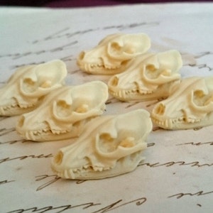 May include: Five small, off-white, ceramic animal skulls. The skulls are detailed and realistic, with visible teeth and eye sockets.