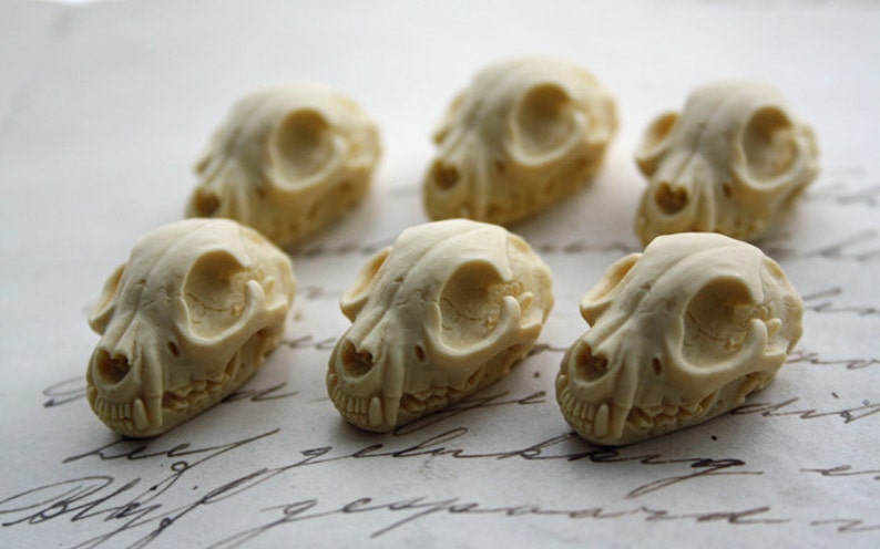 Cat Skull Cameo Cabs Resin Cabochon Taxidermy Animal Cameo Cat Steampunk Gothic Goth Skull Ivory 25x18mm 6 PIECES image 1