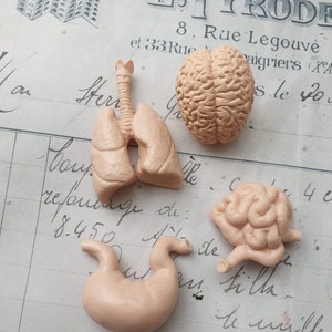 Human organs miniature
