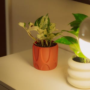 May include: A small houseplant in a terracotta-colored pot with a textured design. The plant has green and white variegated leaves. Another plant in a white pot is visible in the background, along with a lamp.