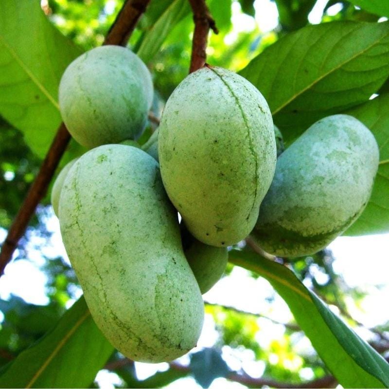 Pawpaw Seeds - High Germination, Non-GMO