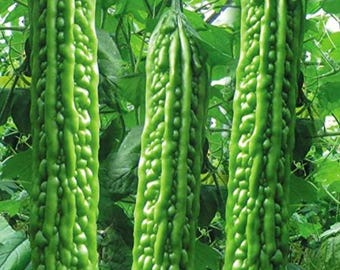 Bitter Melon (Bitter Gourd) Seeds | Long Green Variety for Home Vegetable Gardens