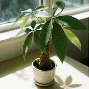 Money Tree Seeds - Etsy