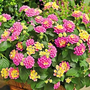 May include: A vibrant close-up of a flowering plant with clusters of pink and yellow blossoms. The flowers are surrounded by green leaves, creating a lush and colorful display. The plant is likely a Lantana, known for its bright blooms.
