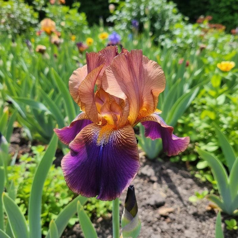 Bronze & Purple Ruffled Iris Seeds Bicolor Germanica Iris for Spring Planting