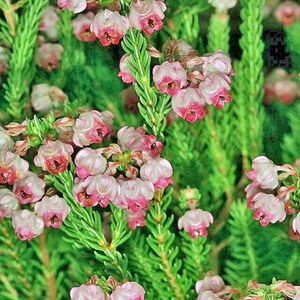 focus plants Forces of Nature Focus & Mental Clarity Support Drops