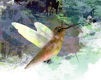 Hummingbird, Bird, In Flight