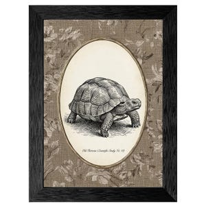 Vintage Tortoise Scientific Illustration Print, Black Frame Naturalist Decor