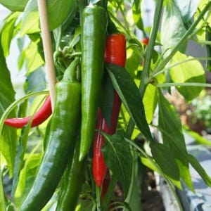 Anaheim Pepper Live Plant - 3-5" Tall - 2 Plants Per Pot - Capsicum annuum - Mild Chili Pepper for Cooking, Roasting & Home Garden