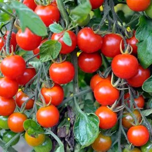 Cherry Tomato Live Plant - 5-8" Tall - 2 Plants Pot - Solanum lycopersicum - Sweet Small Fruit Vegetable for Salads & Home Garden
