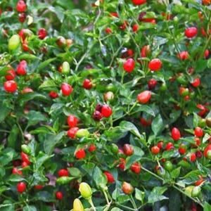 Pequin Chili Pepper Plant - 3-5" Tall - 2 Plants Per Pot - Capsicum annuum var. glabriusculum - Hot Wild Bird Pepper for Cooking & Spice