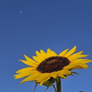 May include: A vibrant yellow sunflower with a dark brown center and green stem against a clear, bright blue sky. The flower's petals are fully open, showcasing its natural beauty. The image captures the sunflower in its prime, highlighting its texture and color.