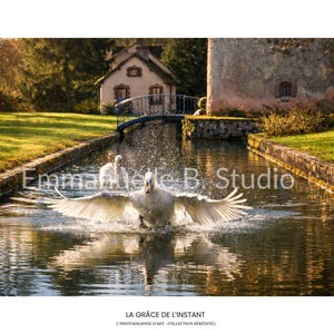 Op de afbeelding: Een foto van twee witte zwanen in een kanaal, waarvan één in volle vlucht met uitgespreide vleugels, waardoor er spatten ontstaan. De tekst "Emmaelle B. Studio" en "LA GRÂCE DE L'INSTANT" is inbegrepen. Een kleine brug en een gebouw zijn op de achtergrond.
