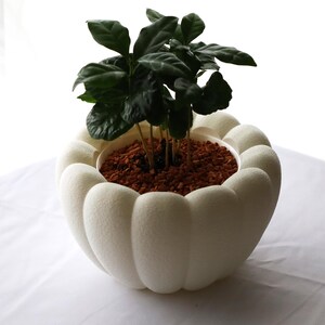 Puede incluir: Una maceta decorativa blanca y texturizada con un diseño único y festoneado, que contiene una pequeña planta verde. La planta tiene hojas de color verde oscuro y está plantada con tierra de color marrón rojizo. La maceta está sobre una superficie blanca.
