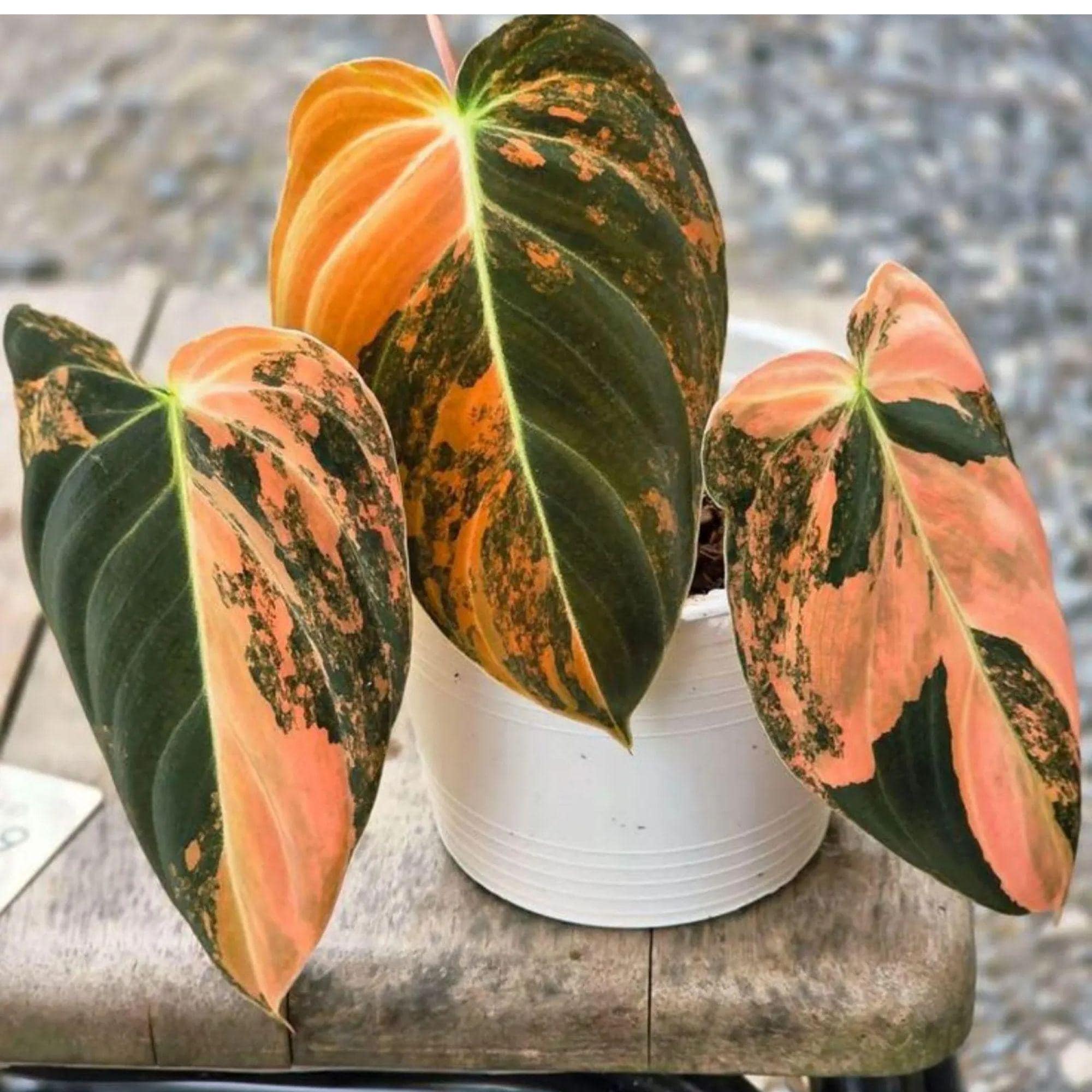Philodendron micans - Etsy 日本