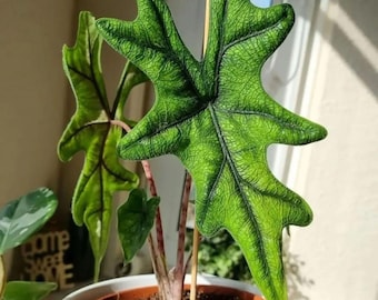 Rare Alocasia Jacklyn Corm | Live Aroid Starter | Exotic Indoor Plant | Plant Lover Gift