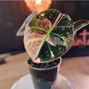 Alocasia black velvet pink variegated - Etsy 日本