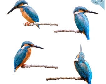 Anti-Collision Window Clings - Kingfisher Birds  (Set of 4)