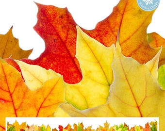 Window Flakes Fall Leaf Border Window Cling, Double Sided 47-Inch Thanksgiving Decal