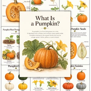 Könnte beinhalten: Ein Lehrplakat mit dem Titel What Is a Pumpkin? mit botanischen Illustrationen von Kürbissen, ihrem Lebenszyklus, ihren Teilen und Sorten. Das zentrale Bild zeigt einen ganzen orangefarbenen Kürbis mit einer Scheibe, grünen Blättern und einer gelben Blüte.