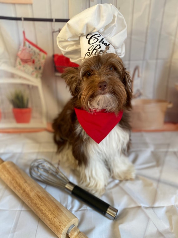 Chef Dog Costume Hat and Red Scarf Etsy Canada