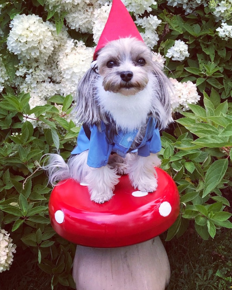 Custom Made/Order for garden Gnome Dog Halloween Costume for xsmall,medium size dogs