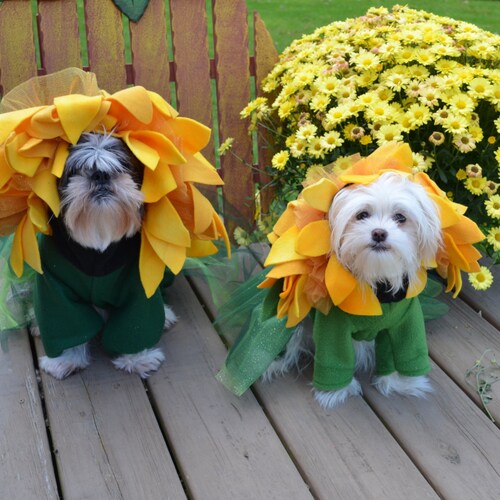 Prince Charming Dog Costume Prince Charming Dog Outfit Etsy