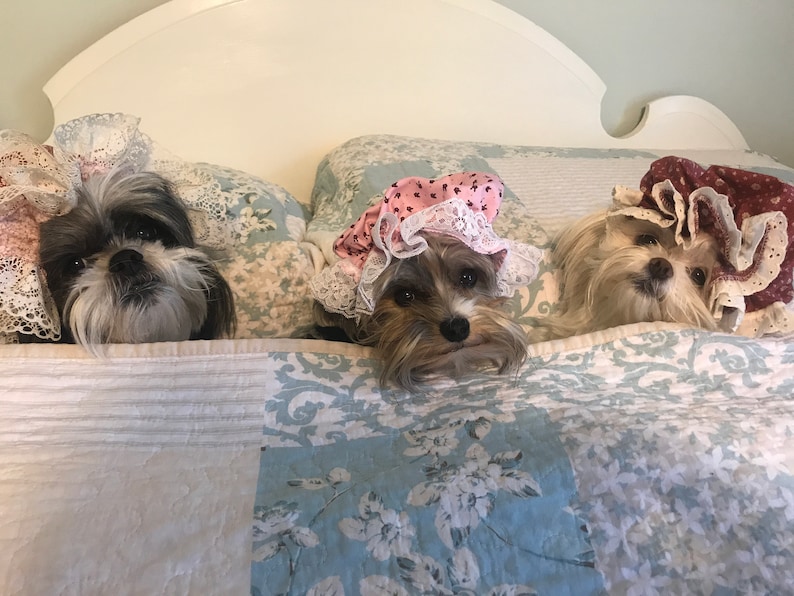 May include: Three small dogs wearing frilly, lace-trimmed bonnets are peeking out from under a white and blue floral quilt. The dogs are all looking at the camera.