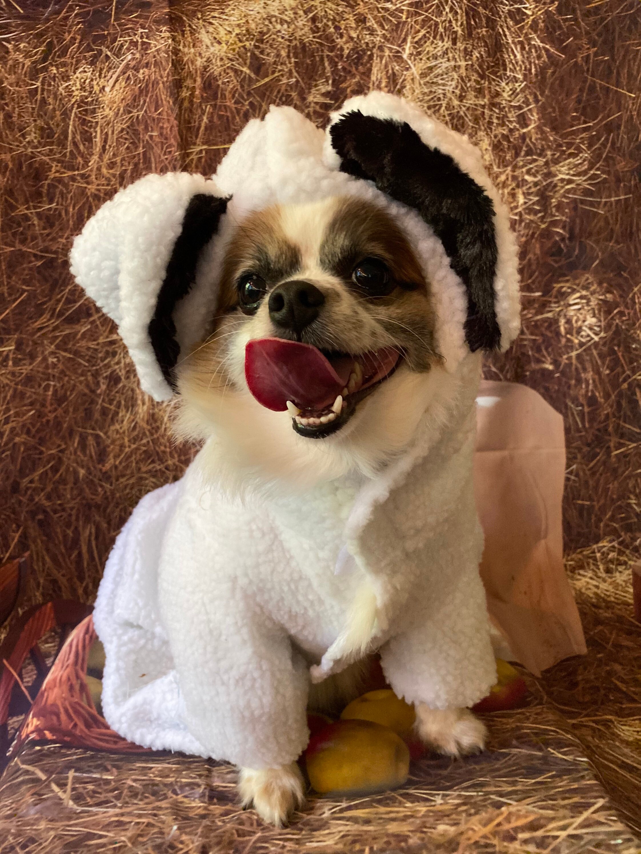 California Costumes Sheep Dog Costume For Small Dogs - Medium Size, Sherpa Hood & Body